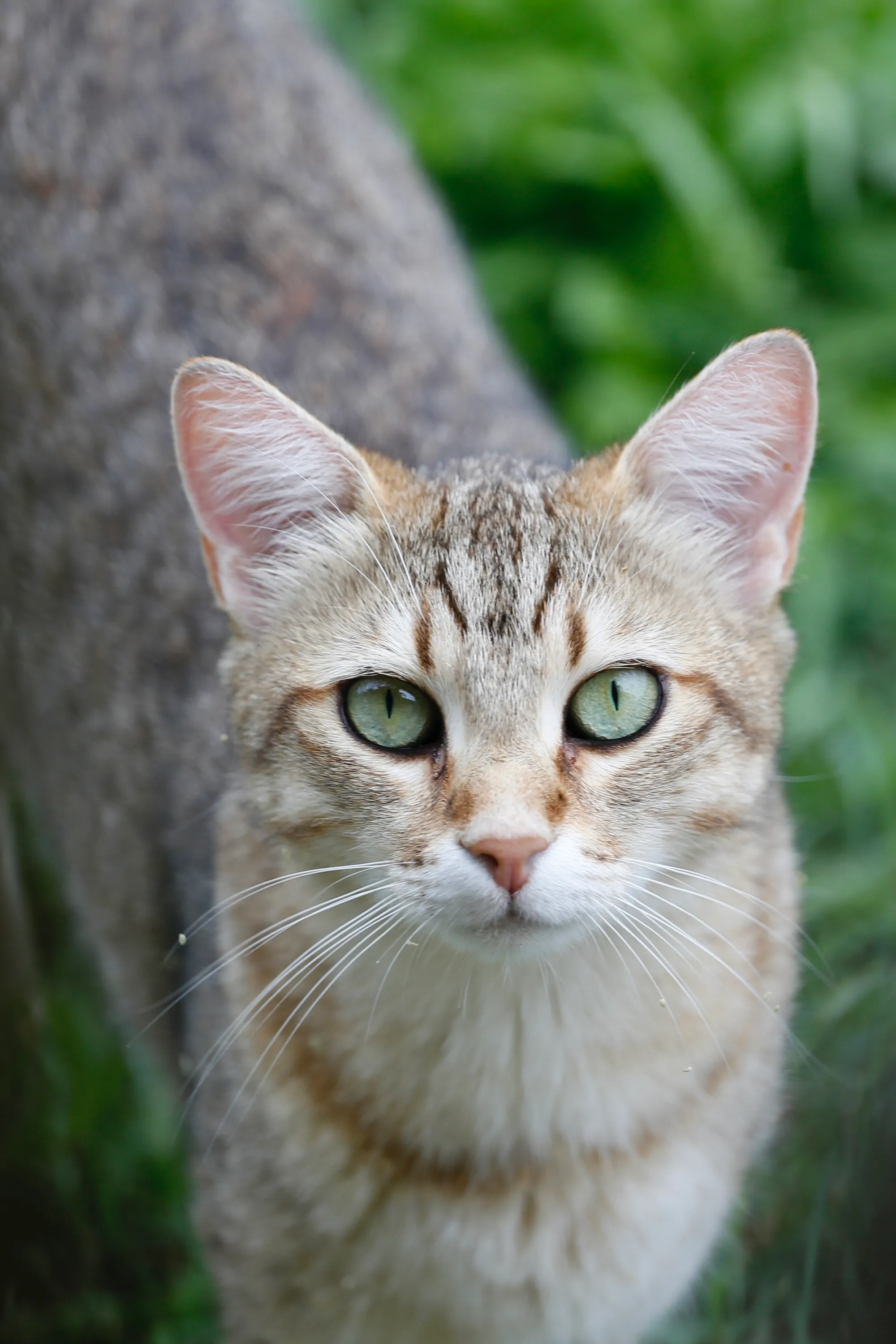 Portrait — regard direct